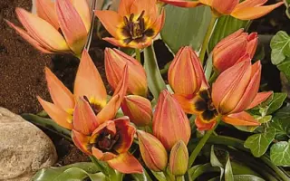 Little Princess / Литтлэ Принцэсс