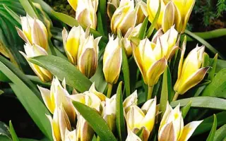 Little Star / Литтлэ Стар