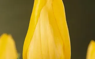 Lizanne / Лизаннэ