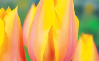 Long Lady / Лонг Ладь