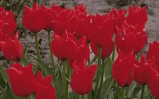 Longfellow / Лонгфэллоw