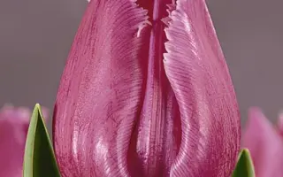 Louvre / Лоуврэ