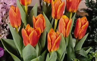 Love Song / Ловэ Сонг