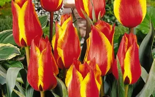 Lovely Surprise / Ловэль Сурприсэ