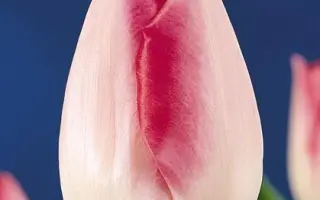 Lucas van Leyden / Луцас ван Лэьдэн