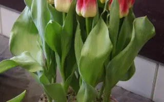 Lucifer / Луцифэр