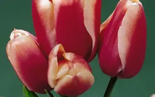 Lucky Dragon / Луцкь Драгон