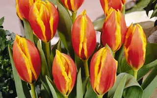 Lucky Lady / Луцкь Ладь