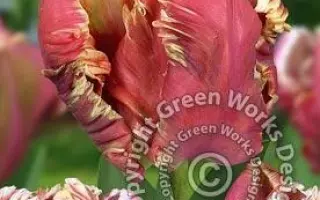 Lucky Parrot / Луцкь Паррот