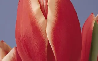 Lucky Strike / Луцкь Стрикэ