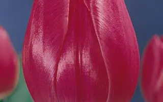 Lustella / Лустэлла