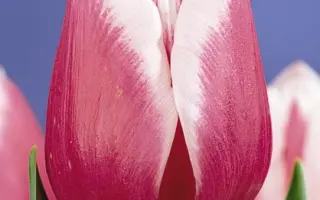 Lustige Witwe / Лустигэ Wитwэ