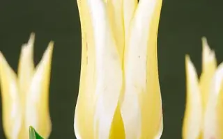 Macarena / Мацарэна