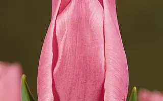 Madame De la Mar / Мадамэ Дэ ла Мар