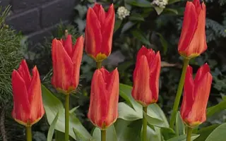 Madame Lefeber / Мадамэ Лэфэбэр