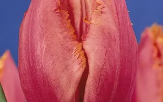 Madison Garden / Мадисон Гардэн