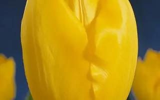 Madurodam / Мадуродам