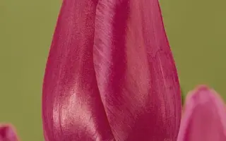 Magazine Prima / Магазинэ Прима