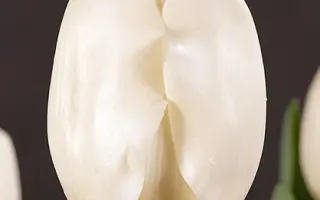 Magic Mountain / Магиц Моунтаин