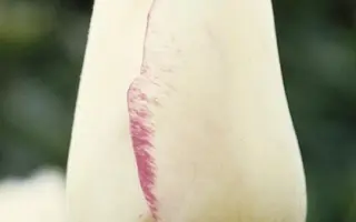 Magier / Магиэр