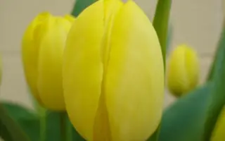 Mamasa Prominence / Мамаса Проминэнцэ