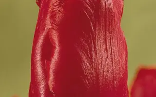 Mantel's Dream / Мантэл'с Дрэам