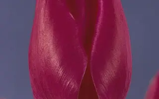 Marathon Champion / Маратhон Чампион