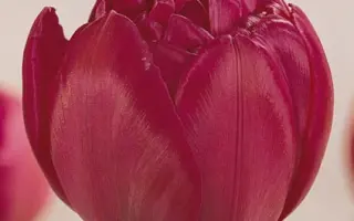 Maravilla / Маравилла