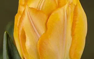 Marechal Niel / Марэчал Ниэл