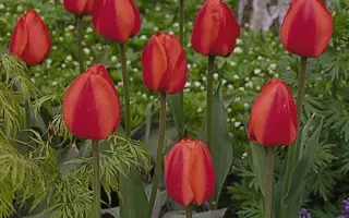 Margaret Herbst / Маргарэт Hэрбст