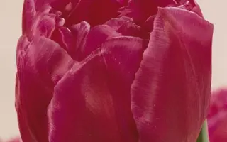 Margarita / Маргарита