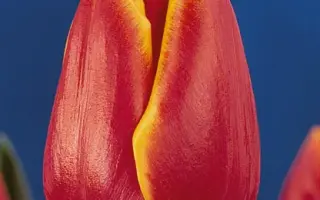 Margot Fonteyn / Маргот Фонтэьн