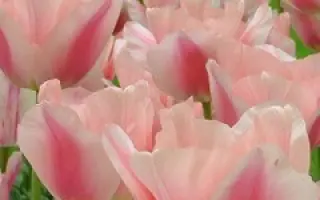 Maria Christina / Мариа Чристина