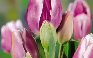 Mariandel / Мариандэл