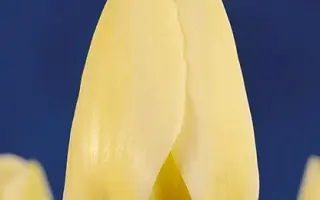 Maria's Dream / Мариа'с Дрэам