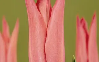 Mariette / Мариэттэ