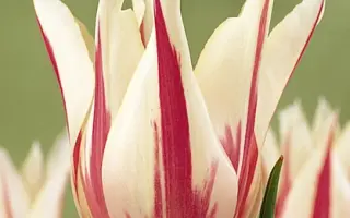 Marilyn / Марильн