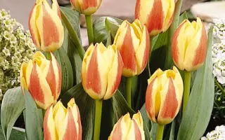 Marina / Марина