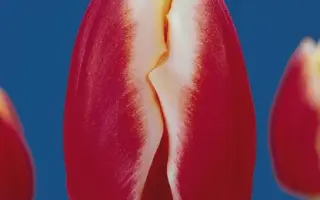 Markant / Маркант