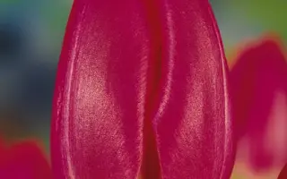 Markies / Маркиэс