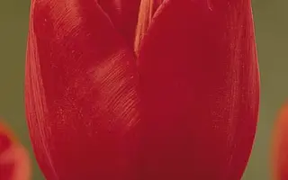 Martine Bijl / Мартинэ Бийл