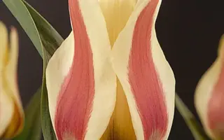 Mary Ann / Марь Анн