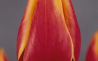 Mary Belle / Марь Бэллэ