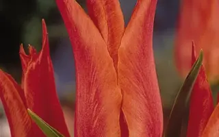 Marjolein / Марёлэин