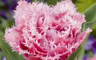 Mascotte / Маскотте