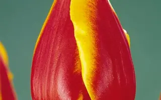 Mastermind / Мастэрминд