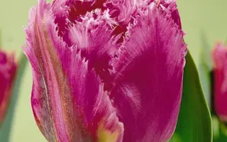 Matchpoint / Матчпоинт