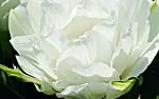 Maureen Double / Маурээн Доублэ