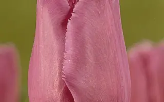 Max Durand / Маx Дуранд