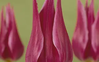 Maytime / Маьтимэ